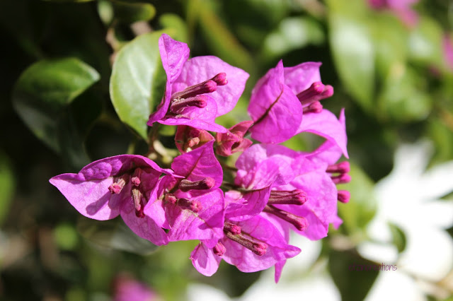 Λουλούδια μόνο…