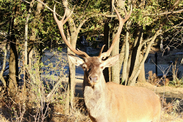 Πικνικ στην Παρνηθα