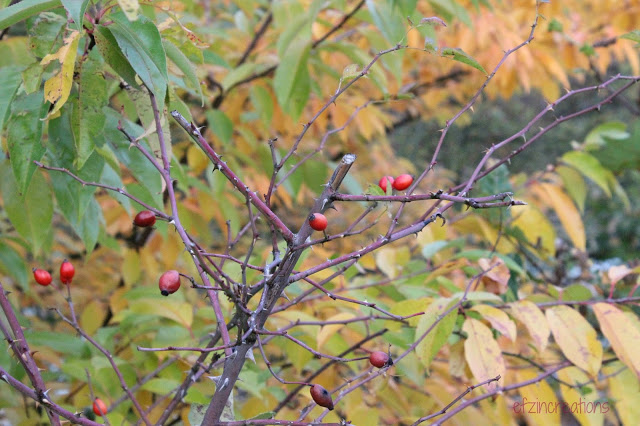 Φθινοπωρινά Χρώματα στη Φρανκφούρτη, Γερμανία!